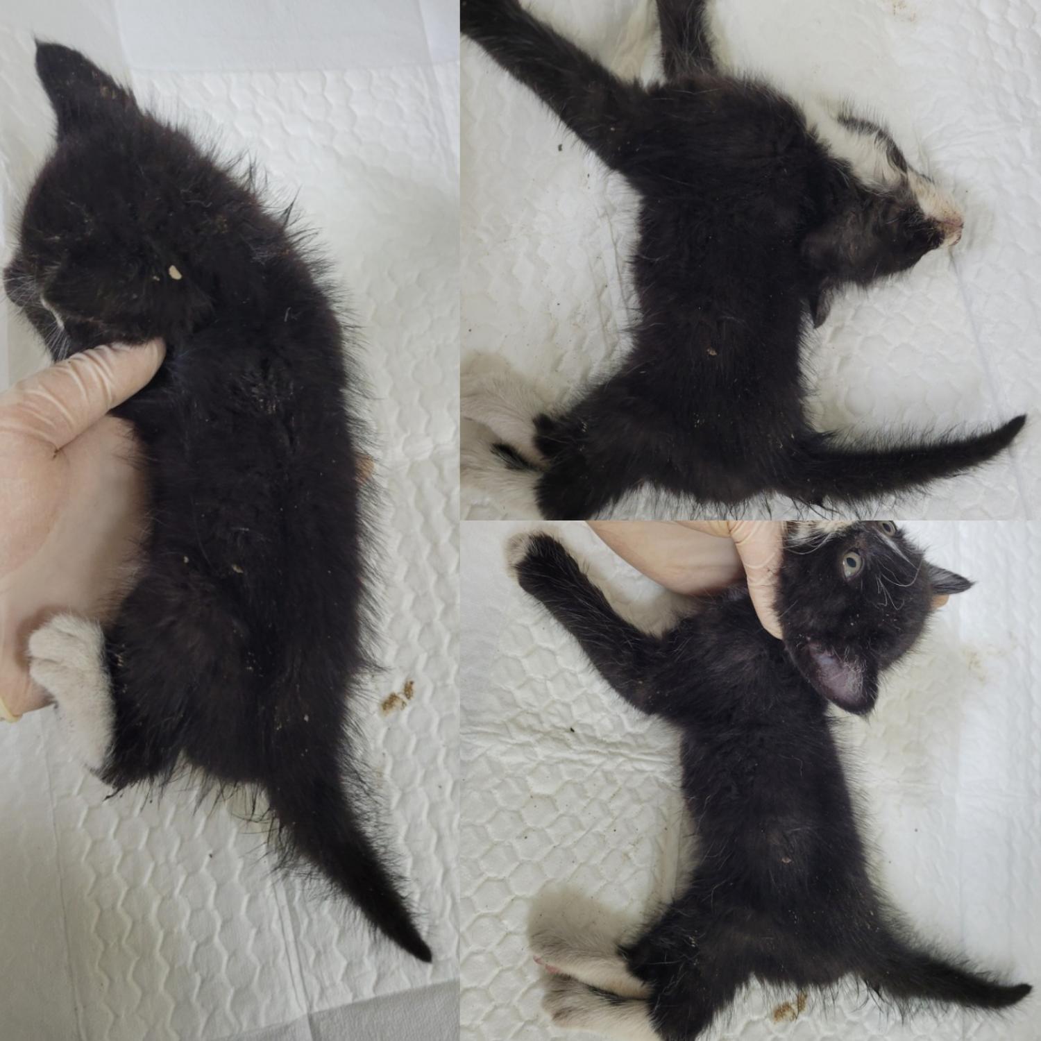 논산시 동물보호센터_444454202300947